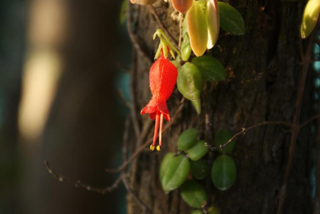 Las Juntas Ecolodge بويوهو المظهر الخارجي الصورة